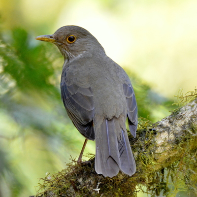 Chiguanco Thrush